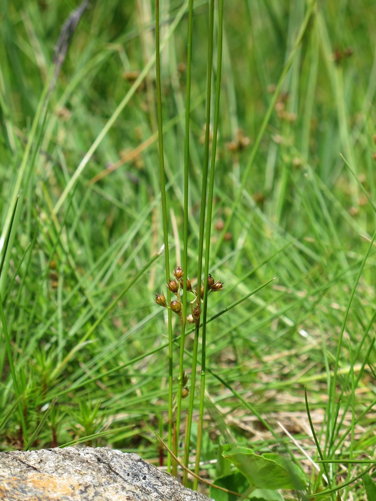 Juncus filiformis